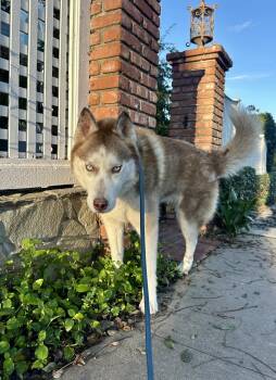 Rescue Husky Dogs for Adoption in Santa Monica, California - Billie | PetCurious