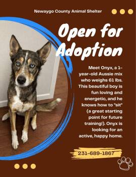 Australian Shepherd and Husky Dogs Available for Adoption - Onyx | PetCurious