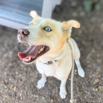 Marcy -  Mixed Breed Dog for Adoption in Oakland, California - Marcy | PetCurious