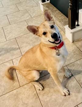 Alaskan Malamute and Mixed Breed Dogs Available for Adoption - Maxx | PetCurious