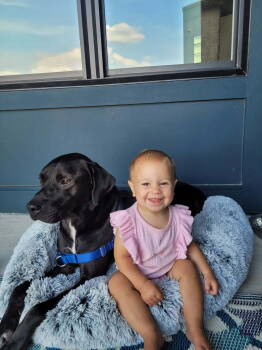 Rescue Labrador Retriever Dogs for Adoption in Thomasville, North Carolina - Link | PetCurious