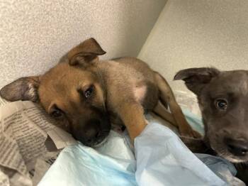 THING 3 -  Mixed Breed Dog for Adoption in Dallas, Texas - THING 3 | PetCurious