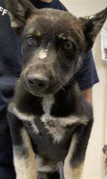 Husky and Mixed Breed Dogs Available for Adoption in Visalia, California - A252661 | PetCurious