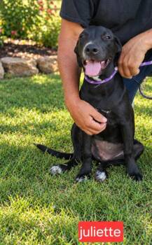 Juliette -  Labrador Retriever Dog for Adoption in Fort Worth, Texas - Juliette | PetCurious