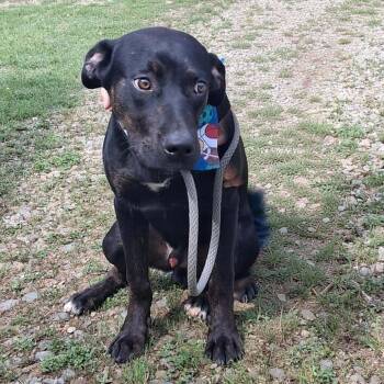 Labrador Retriever and Plott Hound Dogs Available for Adoption in Hackett, Arkansas - Banjo | PetCurious