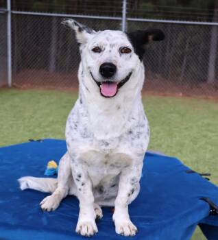Australian Cattle Dog Blue Heeler and Corgi Dogs Available for Adoption - Tahini Athens | PetCurious