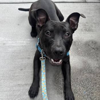 Pit Bull Terrier Dogs Available for Adoption - Unicorn | PetCurious