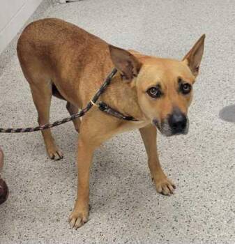 Trinity -  Mixed Breed Dog for Adoption in Kansas City, Missouri - Trinity | PetCurious