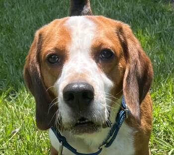 Kenzo -  Beagle Dog for Adoption in Tomball, Texas - Kenzo | PetCurious