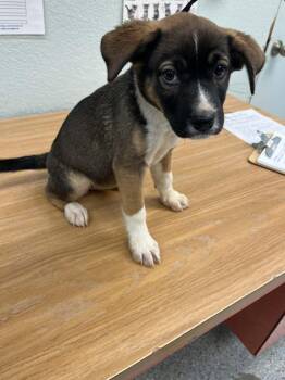 Evee -  Shepherd and Labrador Retriever Dog for Adoption in California City, California - Evee | PetCurious