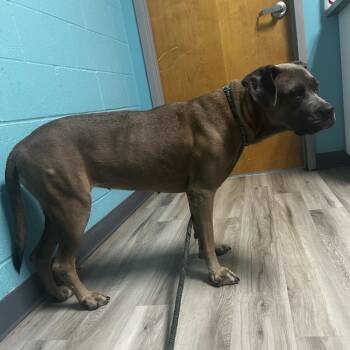 Sweet Jolene -  Mastiff and Mixed Breed Dog for Adoption in St. Louis, Missouri - Sweet Jolene | PetCurious