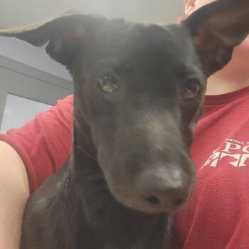 Brave Little Toaster -  Chihuahua and Mixed Breed Dog for Adoption in Martinsville, Virginia - Brave Little Toaster | PetCurious