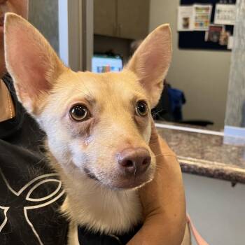 Guerita -  Chihuahua Dog for Adoption in Palm Springs, California - Guerita | PetCurious
