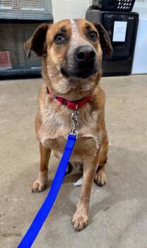 Australian Cattle Dog Blue Heeler Dogs Available for Adoption in Gillette, Wyoming - Copper | PetCurious