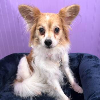 Delulu 14129 -  Papillon and Spaniel Dog for Adoption in San Francisco, California - Delulu 14129 | PetCurious