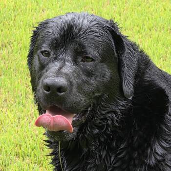 Lauren Evee "Toots" -  Black Labrador Retriever Dog for Adoption in Grant, Alabama - Lauren Evee "Toots" | PetCurious