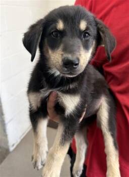 COOKIE -  German Shepherd Dog and Mixed Breed Dog for Adoption in San Bernardino, California - COOKIE | PetCurious