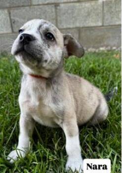 Nara -  French Bulldog and Mixed Breed Dog for Adoption in Honolulu, Hawaii - Nara | PetCurious
