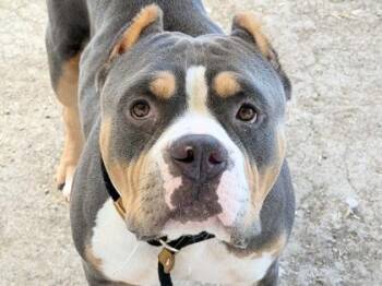 Hero -  Mixed Breed Dog for Adoption in Georgetown, Texas - Hero | PetCurious