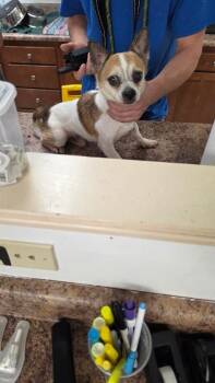 Skittles -  Mixed Breed Dog for Adoption in Cincinnati, Ohio - Skittles | PetCurious