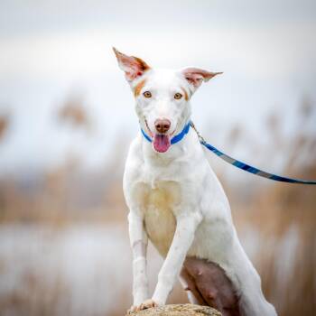 Portuguese Podengo and Greyhound Dogs Available for Adoption in Hanson, Massachusetts - Vixie | PetCurious