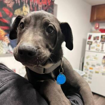 Labrador Retriever Dogs Available for Adoption - Buckaroo | PetCurious