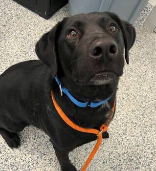 Labrador Retriever Dogs Available for Adoption in Golden, Colorado - Onyx | PetCurious