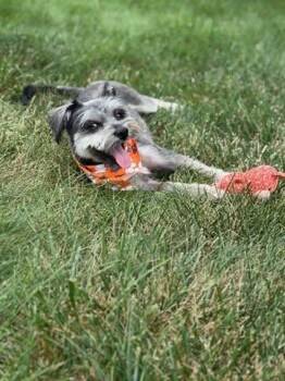 Lilly -  Miniature Schnauzer Dog for Adoption in Homer Glen, Illinois - Lilly | PetCurious