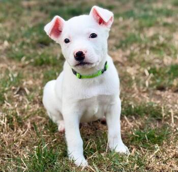 Sinclair (Gas Station litter) -  Pit Bull Terrier and Jack Russell Terrier Dog for Adoption in Silvana, Washington - Sinclair (Gas Station Litter) | PetCurious