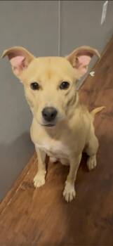 American Staffordshire Terrier Dogs Available for Adoption in Holly Springs, North Carolina - Coral - Nemo Litter Mom | PetCurious