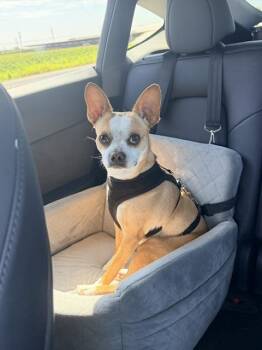 Becky -  Boston Terrier and Chihuahua Dog for Adoption in Lafayette, California - Becky | PetCurious