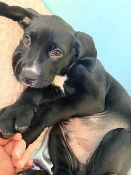 Spork Alexander (26-124 D) -  Mixed Breed Dog for Adoption in Lansing, Michigan - Spork Alexander (26-124 D) | PetCurious