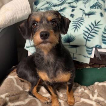 Gracelyn -  Wirehaired Dachshund Dog for Adoption in Monticello, Minnesota - Gracelyn | PetCurious