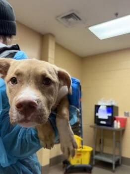 Timmy Turner -  Mixed Breed Dog for Adoption in Wichita, Kansas - Timmy Turner | PetCurious