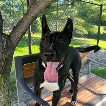 Radar -  Mixed Breed Dog for Adoption in Dubuque, Iowa - Radar | PetCurious