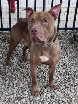 Congo -  Pit Bull Terrier Dog for Adoption in Buffalo, New York - Congo | PetCurious