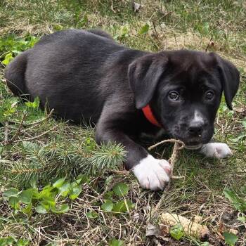 Shepherd and Pit Bull Terrier Dogs Available for Adoption in Minnetonka, Minnesota - Bubbles D68834 | PetCurious