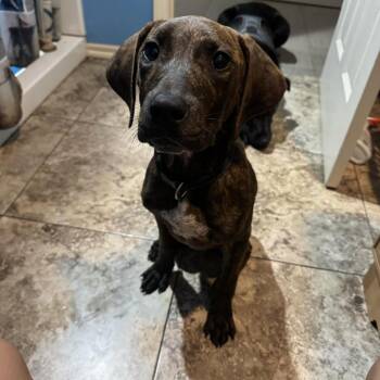 Scooter -  Plott Hound and Mixed Breed Dog Available for Adoption in Tulsa, Oklahoma - Scooter | PetCurious