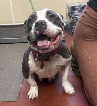 Missfit -  Pit Bull Terrier and American Bully Dog for Adoption in Salisbury, Maryland - Missfit | PetCurious