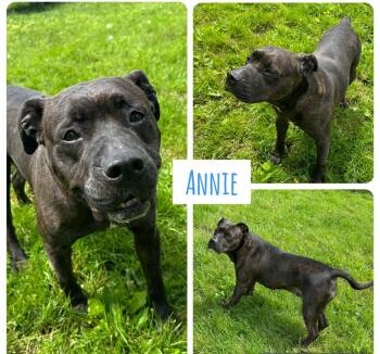 Rescue American Staffordshire Terrier Dogs for Adoption in Binghamton, New York - Annie | PetCurious