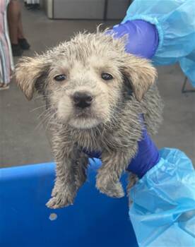 Mixed Breed Dogs Available for Adoption - KATE | PetCurious