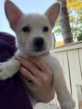MERCEDES -  Corgi and Terrier Dog for Adoption in Los Angeles, California - MERCEDES | PetCurious