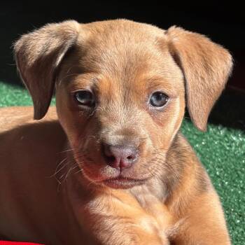 Mixed Breed Dogs Available for Adoption - Maggie | PetCurious