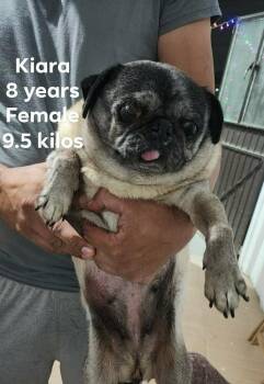 Pug Dogs Available for Adoption in Durango, Colorado - Kiara | PetCurious
