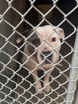 Rescue Mixed Breed Dogs for Adoption in Cincinnati, Ohio - Wyatt | PetCurious