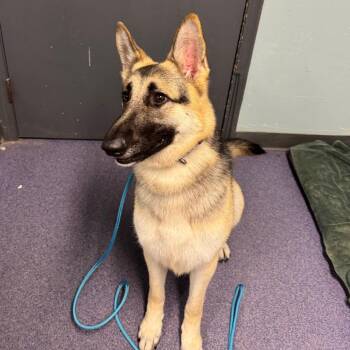 Bell -  Mixed Breed Dog for Adoption in Edwardsville, Illinois - Bell | PetCurious