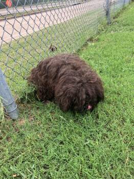 Mixed Breed Dogs Available for Adoption in Dallas, Texas - TEDDY | PetCurious