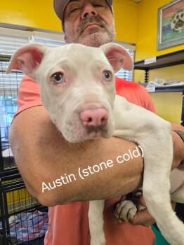 Rescue American Staffordshire Terrier Dogs for Adoption in Pensacola, Florida - Austin ( Stone Cold) | PetCurious