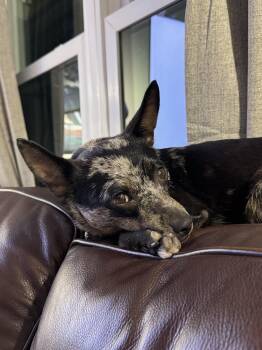 Brandy -  Australian Cattle Dog Blue Heeler and Chihuahua Dog for Adoption in Pflugerville, Texas - Brandy | PetCurious