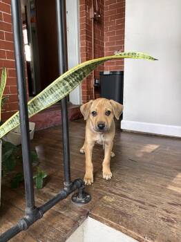 Chihuahua and Pit Bull Terrier Dogs Available for Adoption in Denver, Colorado - Winston | PetCurious